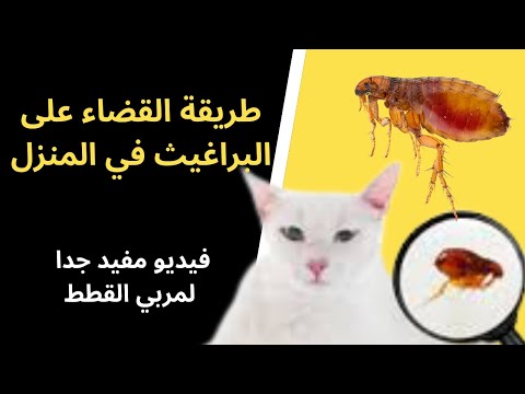 فيديو: كيف تظهر القطط المودة؟