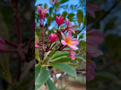 شجره الياسمين الهندى  اكسبلور ترند تصويري