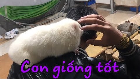 Hãy thật sự cân nhắc khi chọn lựa nguồn giống dúi khi xác định làm kinh tế lâu dài | Chuột Tre 360