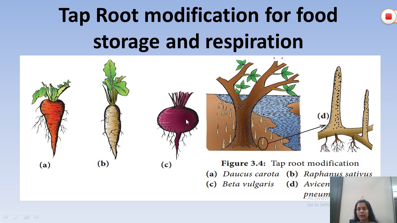 Roots do am