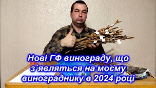 Нові ГФ винограду, що з`являться на моєму винограднику в 2024 році.