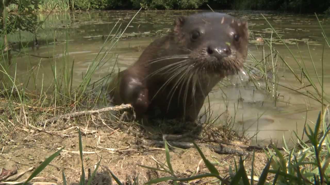 British Wildlife Centre; Discover Britain's Wonderful Wildlife - YouTube