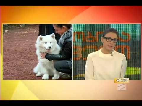 დიღმის ბაზარი, ცხოველების ბაზრობა, ძაღლების ბაზრობა. დიღმის ბაზრობის ძაღლები Dighomi Market Dogs.