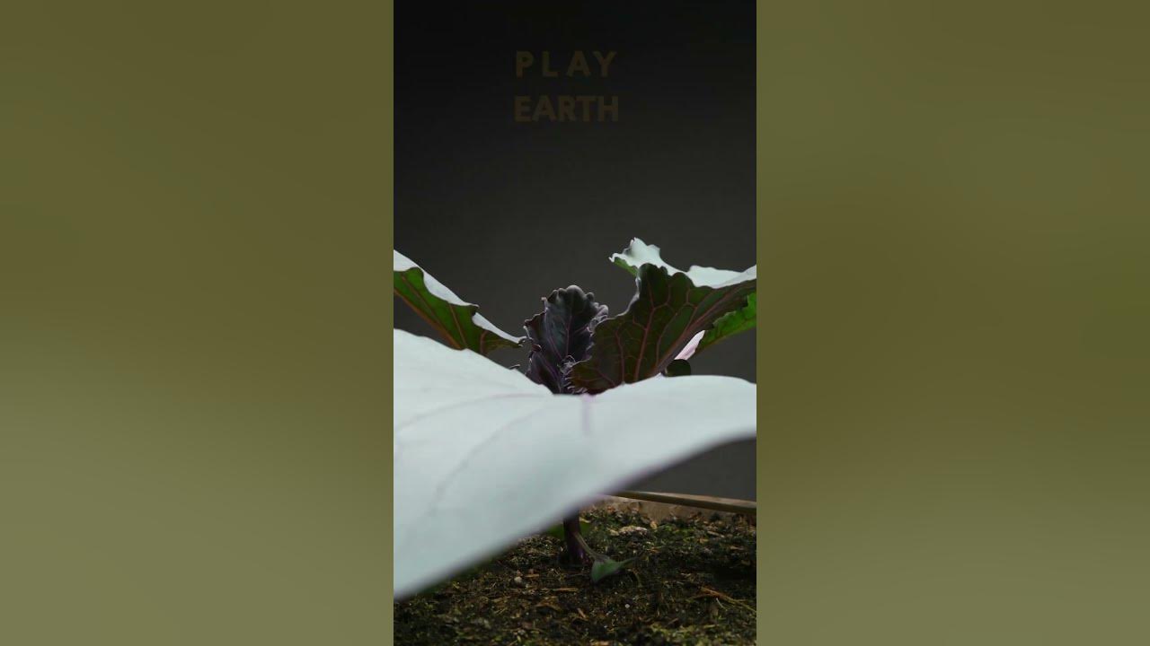 Cabbage growing time lapse YouTube