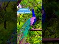 Beautiful peacock sound !