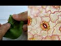 Understanding Stomata and Experimental Methods