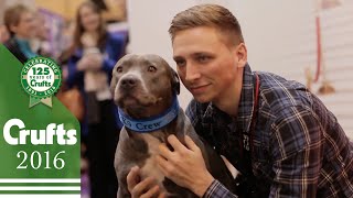 Ramsey the Blue Staffy at Crufts | Crufts 2016
