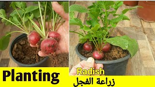 زراعة الفجل من البذور Planting Radish from seeds