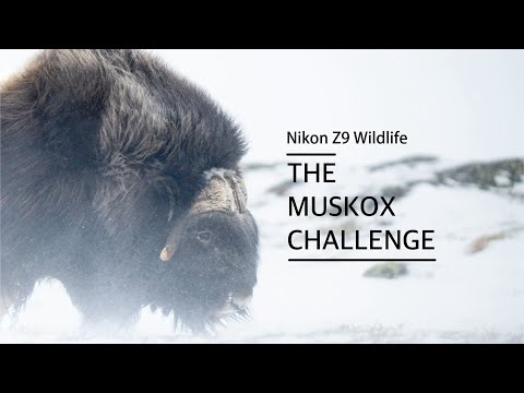 Nikon Z9 Wildlife – The Muskox Challenge