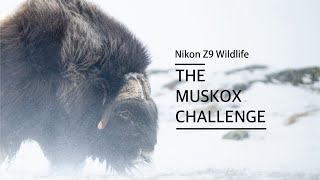Nikon Z9 Wildlife - The Muskox Challenge