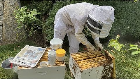 Beekeepers - How to Perform a Sugar Shake Test
