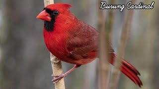 Harga Burung Cardinal yang sangat FANTASTIS dan Asal Usulnya.