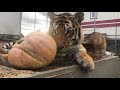 Тигры  Веганы   Tigers  Vegans