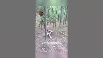 Incredible Bamboo Transportation Methods You Won t Believe!