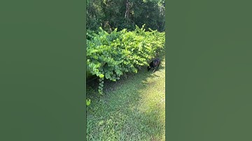 Juicy muscadine grapes from the garden! #muscadine #grape