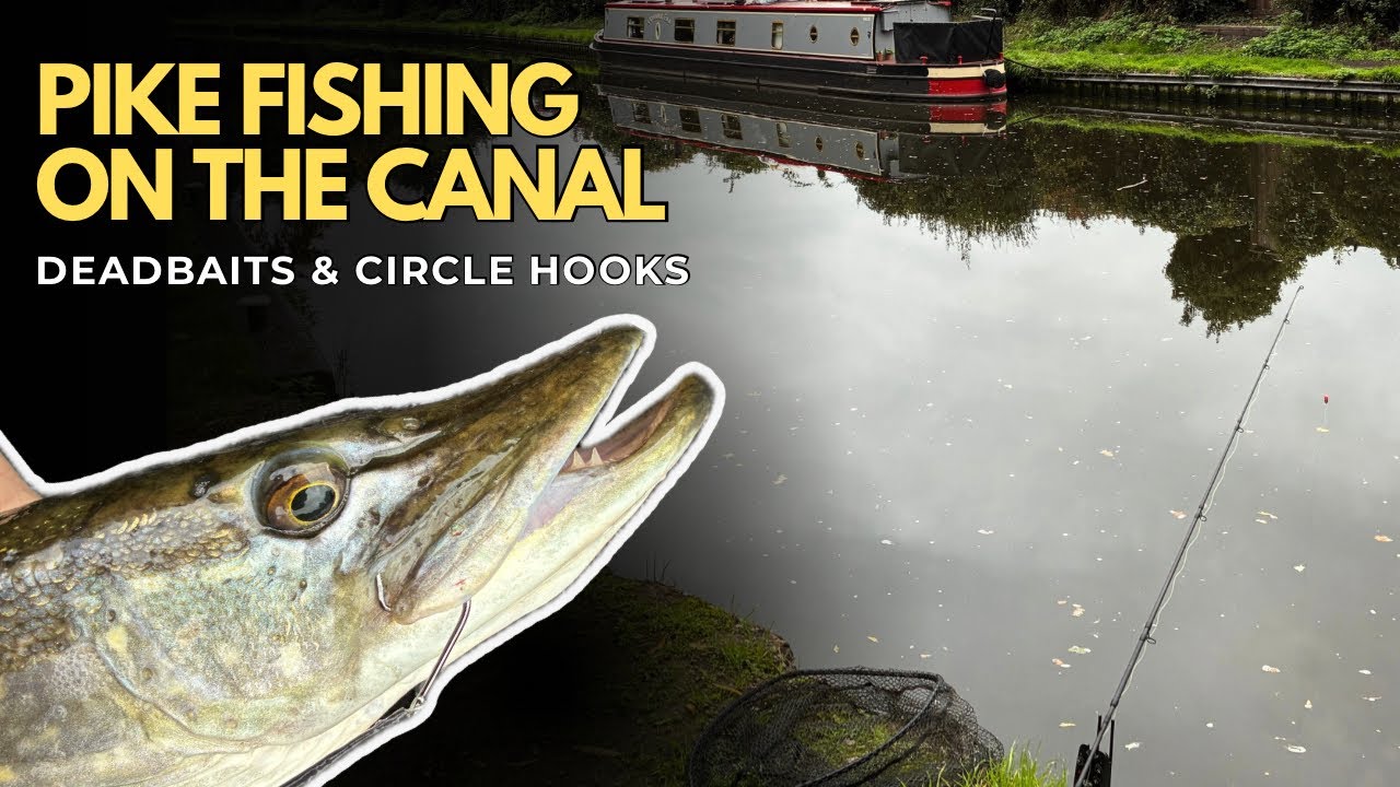 Pike Fishing UK - Circle hooks - Pike deadbaiting on a Midlands canal