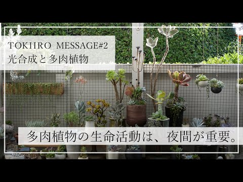 多肉植物のメカニズムを解説「光合成と多肉植物」2020TOKIIROMESSAGE2