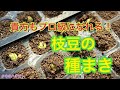 【発芽の管理】枝豆の種まき　タネのハシモト