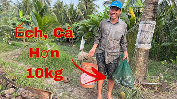 Cá đồng trong Vèo Ếch nhiều gê… Quá đã cả nhà ơ” Vàng nguyễn tvu”