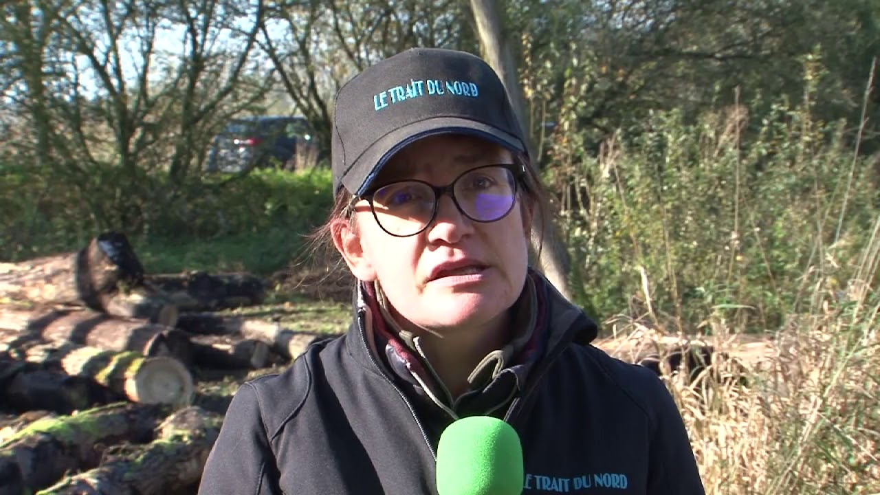 Le Trait du Nord : cheval de travail, calme et polyvalent