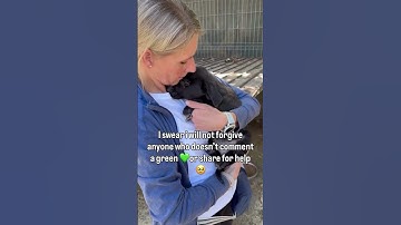 Please don’t scroll without donating to save my babies #usa #rescue #canada #reels #viral #trend