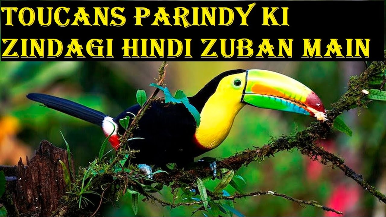 Toucans Bird Hindi Jungle Ki Zindagi YouTube toucans-bird-hindi-jungle-ki-zindagi-youtube