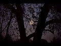 Nimbonichya Zadamage Chandra Zopala Ga Bai Whatsapp Status Video Download Free