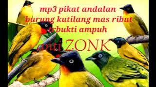 suara pikat burung kutilang mas‼️pikat burung kutilang mas ribut