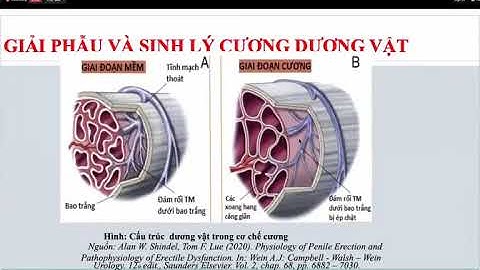 Cập nhật chẩn đoán và nguyên tắc điều trị rối loạn cương dương