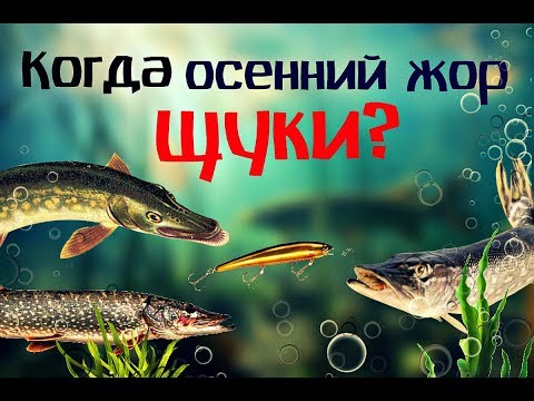 Когда начнётся осенний жор щуки? Как и на что ловить щуку в осенний жор?