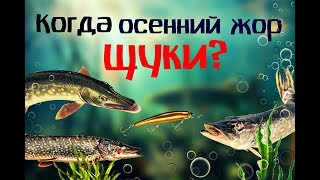 видео: Когда начнётся осенний жор щуки? Как и на что ловить щуку в осенний жор? картинка: Когда начнётся осенний жор щуки? Как и на что ловить щуку в осенний жор?
