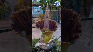 Timelapse: Watch A Rare 8-Year-Old Corpse Flower Bloom For The First Time