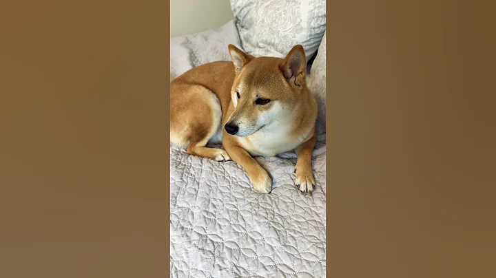 Isn’t she cute? 🥰 #cutedog #dog #dogshorts #shiba #shibainu #shorts #shibadog #puppy