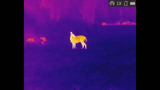 Hikmicro  Thunder Pro Tq50 Whitetail Fawn