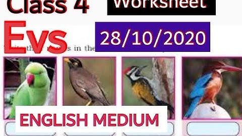 CLASS 4 EVS WORKSHEET /OCTOBER 28/ENGLISH MEDIUM