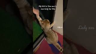 #Funny #Cute #Cat I Don't Wanna Go To School😸#Pets #Kids #Shorts