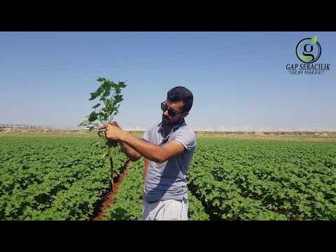 Video: Soğan batun: fotoğraf, tohumdan yetiştirme, dikim ve bakım