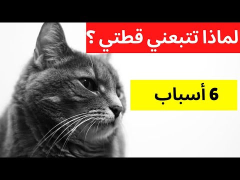 فيديو: يمكن القطط أكل الفطر؟