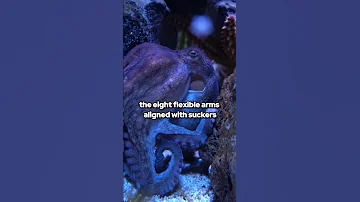 Octopus The Mysterious Magic 
