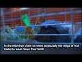 Guinea Pig Care Tip