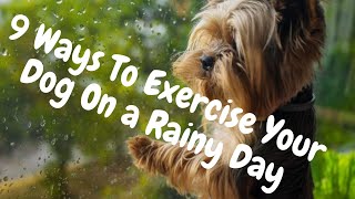 9 Ways to Exercise Your Dog On a Rainy Day
