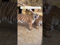 Watch The Tiger S Reaction When He Found Out Amazing Video Tiger Animals 