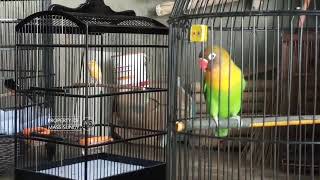 Kenari vs Love Bird Gacor Ngotot Suara