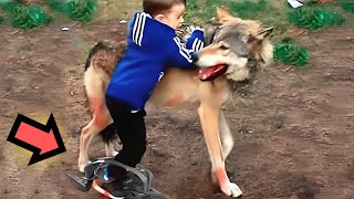 Волк спас мальчика, который был пойман браконьерами