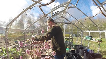 Pollenating my Peach trees in the Greenhouse