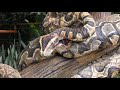 UWEC removes python sculpture after locals