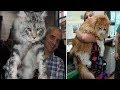 10 Pictures That Prove That Maine Coon Cats Are MASSIVE! の動画、YouTube動画。