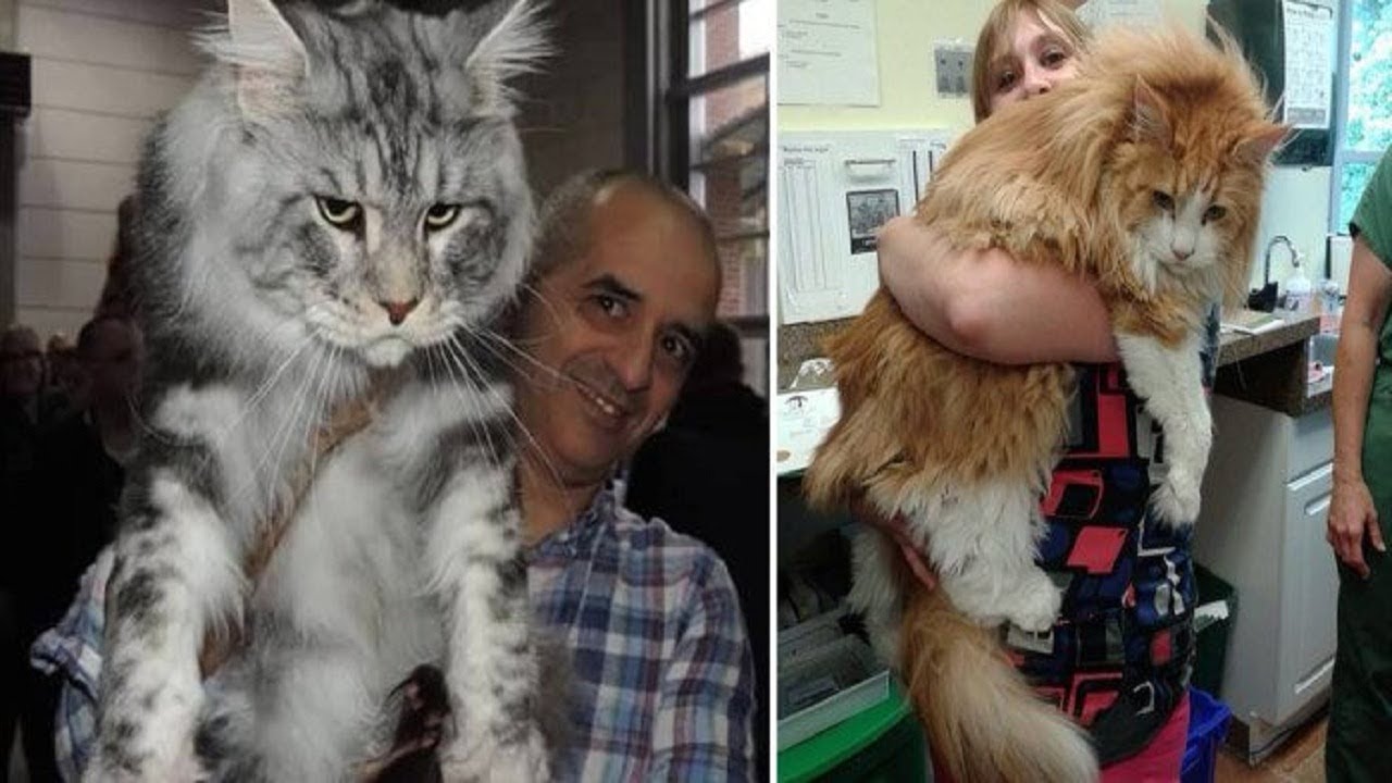 10 Pictures That Prove That Maine Coon Cats Are MASSIVE! - YouTube