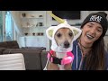 7 minutes of wholesome jenna marbles dog content