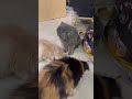 #cat #cats #shortvideo #shorts #short #youtube #trendingshorts #trending #pets #animals #viral